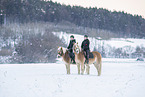 riders with Haflinger horses