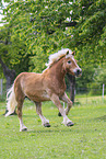 Haflinger horse in summer