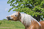 Haflinger horse in summer