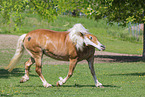 Haflinger horse in summer