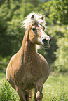 Haflinger mare in the meadow