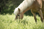 Haflinger mare in the meadow
