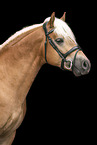 Haflinger stallion