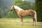 Haflinger stallion