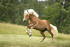 Haflinger stallion