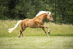 Haflinger stallion