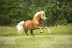 Haflinger stallion