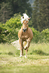 Haflinger stallion