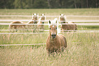 Haflinger stallion