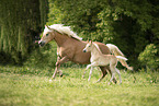 Haflinger foal