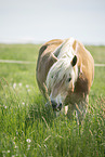 Haflinger gelding