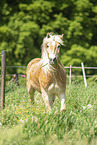 Haflinger gelding