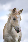 Haflinger foal