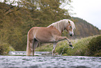 Haflinger horse