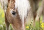 Haflinger horse