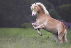 Haflinger horse