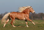 Haflinger stallion