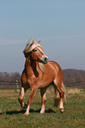 Haflinger stallion