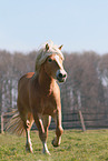 Haflinger stallion