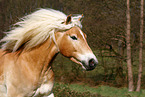 Haflinger stallion