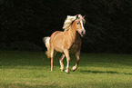 Haflinger mare