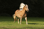 Haflinger mare