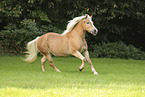 Haflinger mare