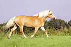 Haflinger stallion