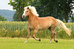 Haflinger mare