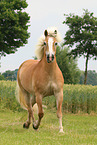 Haflinger mare