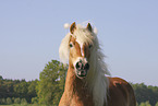 Haflinger mare