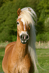 Haflinger mare