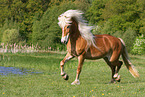 Haflinger mare