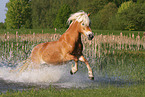 Haflinger mare