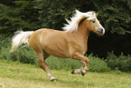 Haflinger mare