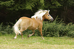 Haflinger mare
