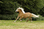 Haflinger mare