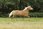 Haflinger mare
