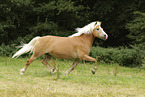 Haflinger mare
