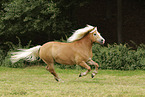 Haflinger mare
