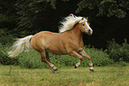 Haflinger mare