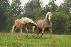 Haflinger stallions