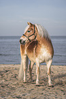 Haflinger