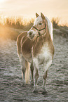 Haflinger