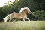 Haflinger gelding