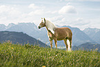 Haflinger