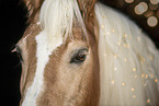 Haflinger Portrait