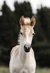 Haflinger