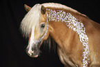 Haflinger