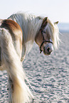 Haflinger